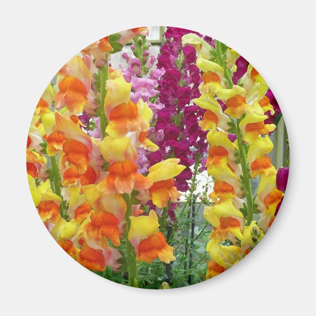 Aimant Snapdragons colorés floraux (Devant)