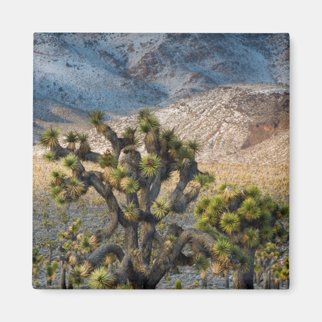 Aimant Snow (Devant)