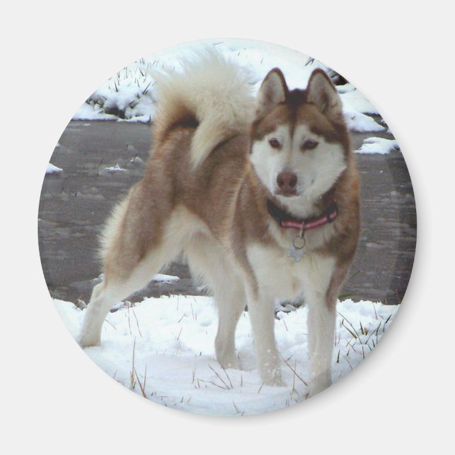 Aimant Snow Husky (Devant)