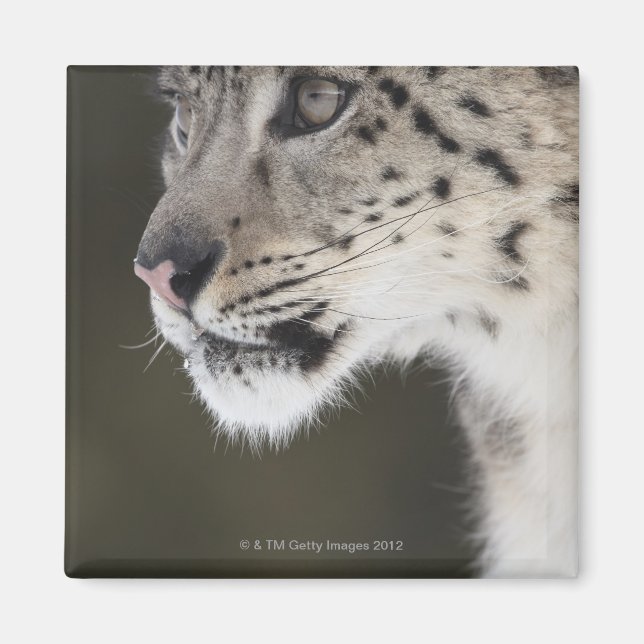 Aimant Snow leopard (Uncia uncia) (Devant)