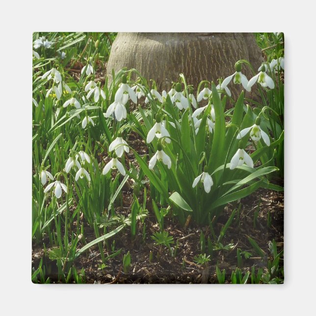 Aimant Snowdrops (Devant)