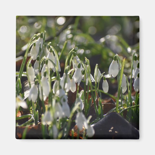 Aimant Snowdrops (Devant)