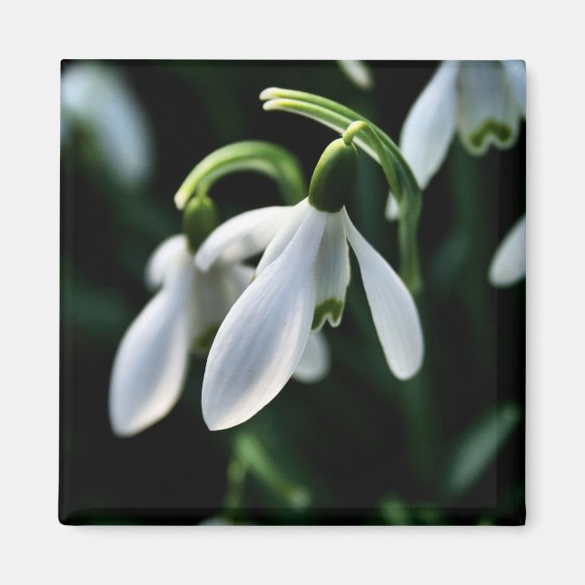 Aimant Snowdrops (Devant)