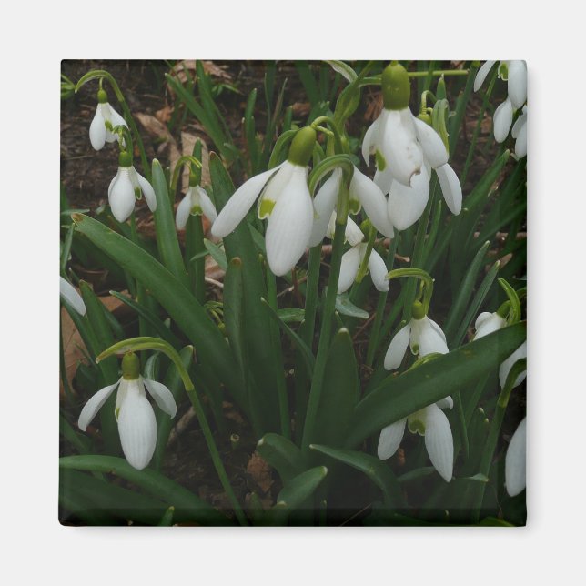 Aimant Snowdrops I (Devant)
