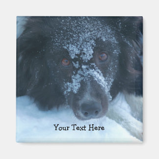 Aimant Snowy Faced Border Collie Cute Dog