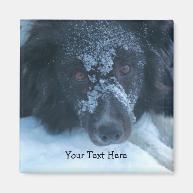 Aimant Snowy Faced Border Collie Cute Dog (Devant)