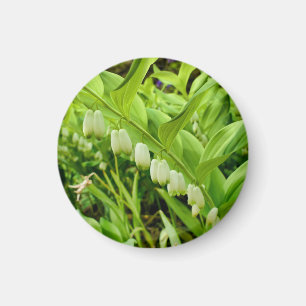 Aimant Solomons Sceau magnétique