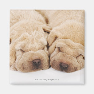 Aimant Sommeil de deux chiots de Shar Pei