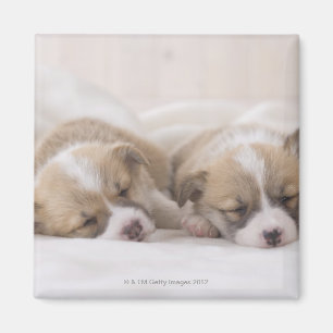 Aimant Sommeil de deux corgis de Gallois