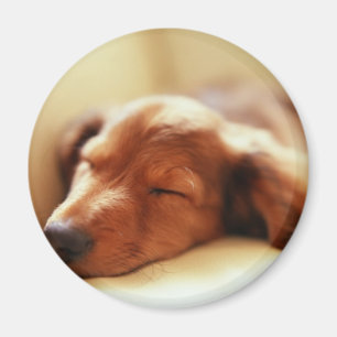 Aimant Sommeil de teckel
