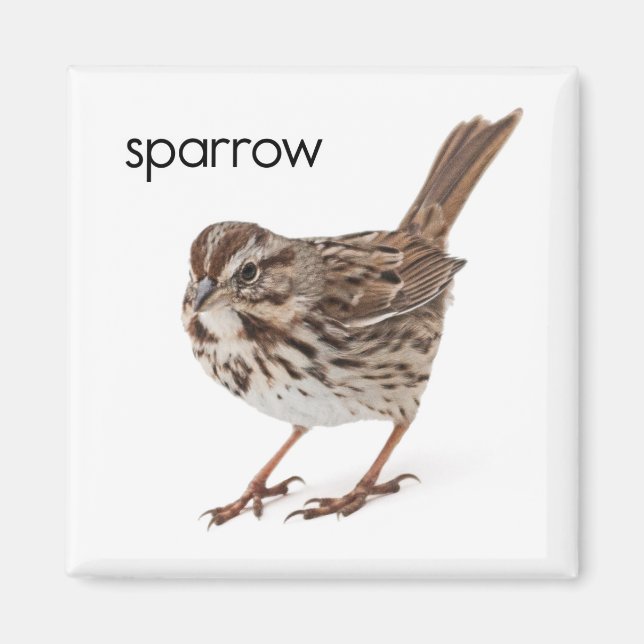 Aimant Song Sparrow (Devant)