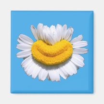 Sourire radieux de camomille 
