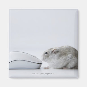 Aimant Souris de hamster et d'ordinateur