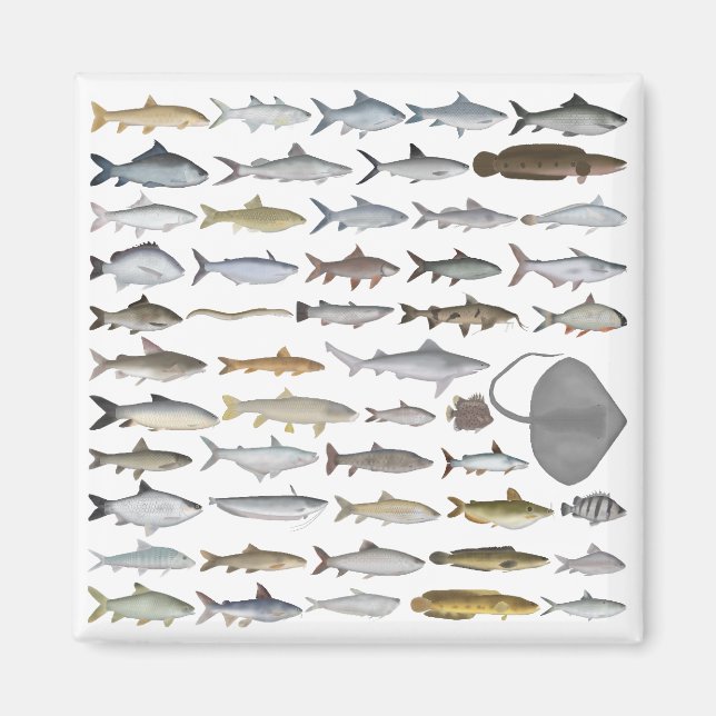 Aimant South Asia Freshwater Fish Group (Devant)
