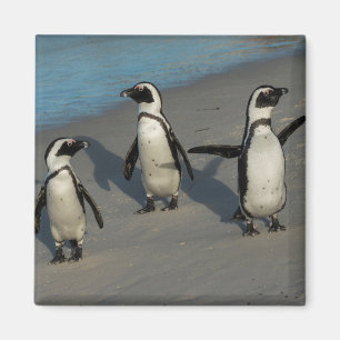 Aimant Spheniscus africain Demersus des pingouins  