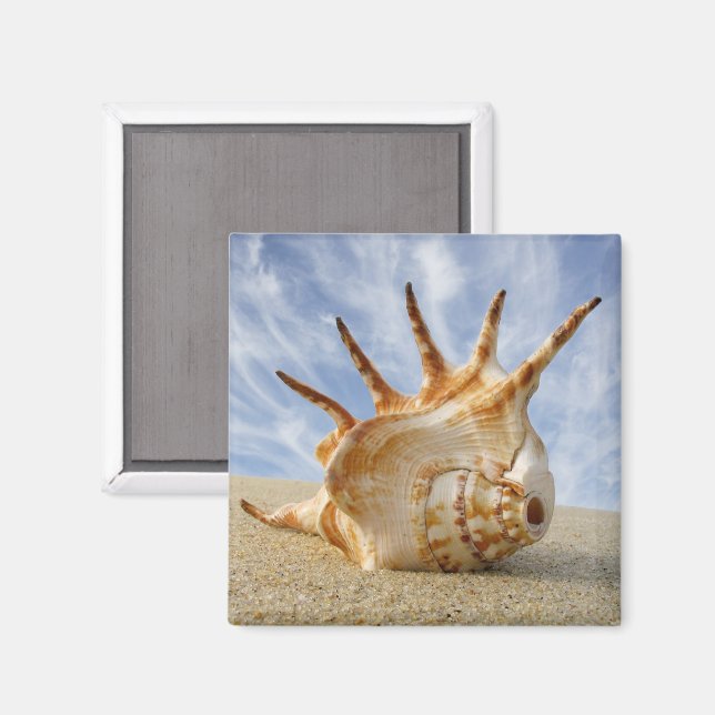 Aimant Spider Conch sur Sandy Beach (Recto/Verso)