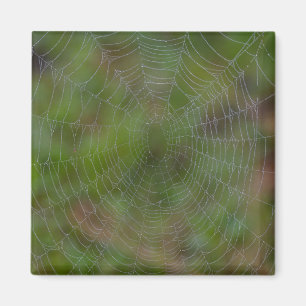 Aimant Spiderweb avec Droplets