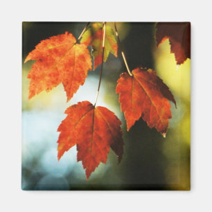 Aimant Splendeur d'automne