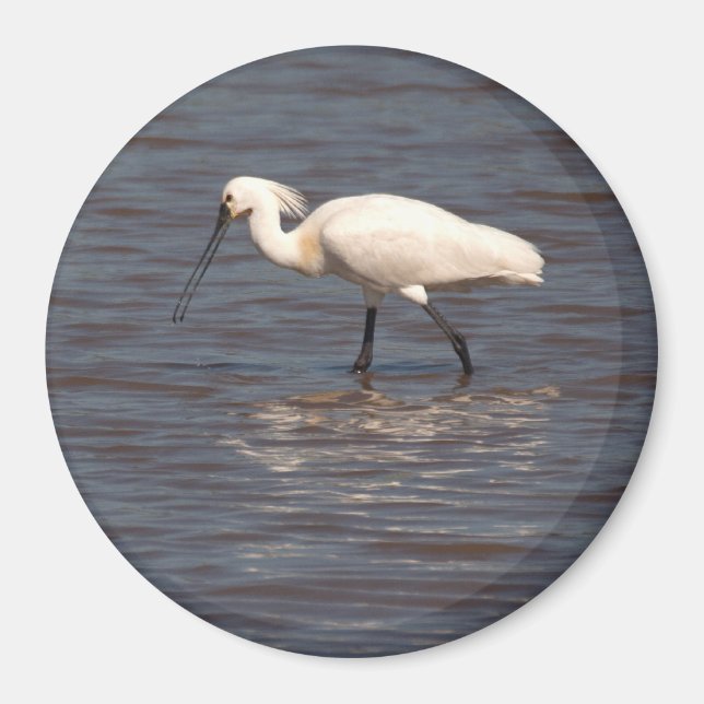 Aimant Spoonbill eurasien (Devant)