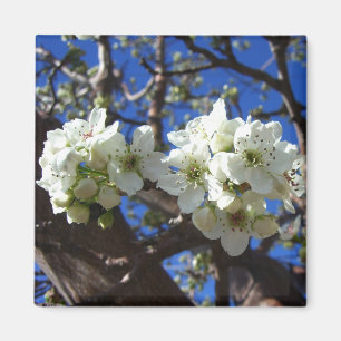 Aimant Spring Flowering Pear Tree