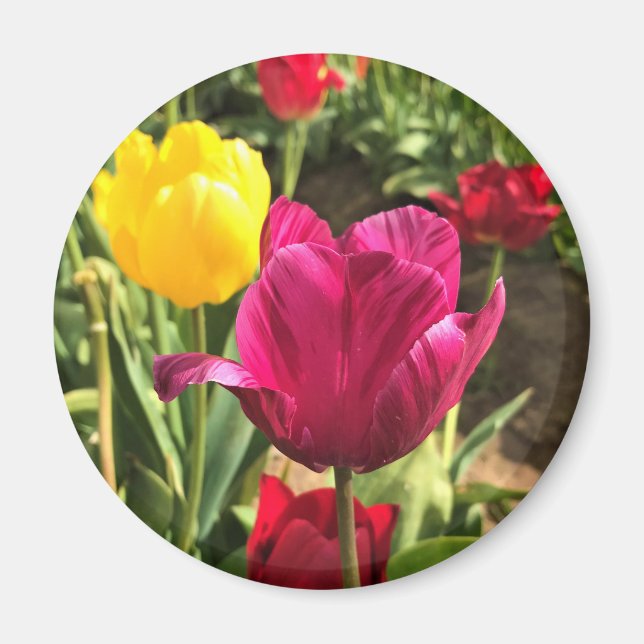 Aimant Spring tulips, Oregon (Devant)