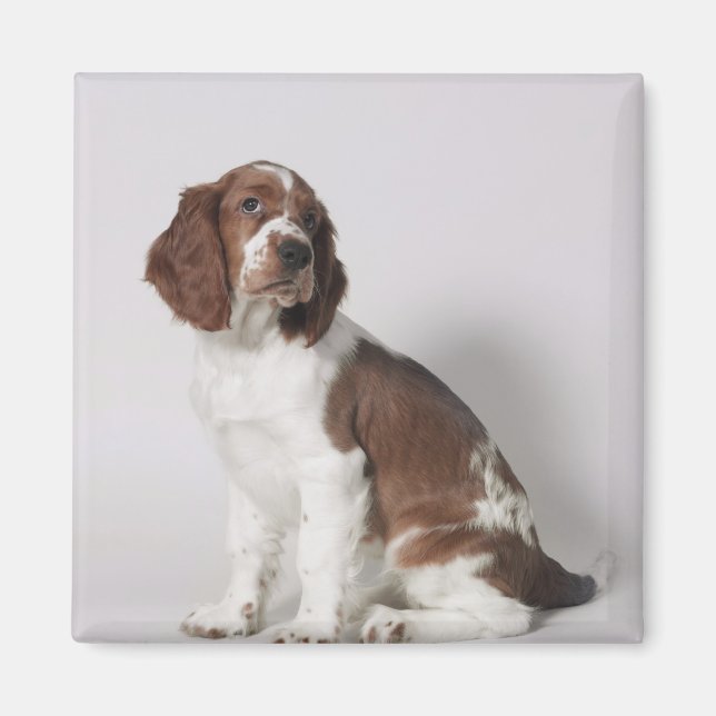 Aimant Springer spaniel (Devant)
