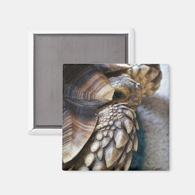 Aimant Spurée africaine, Jambe de tortue Sulcata, Coquill (Recto/Verso)