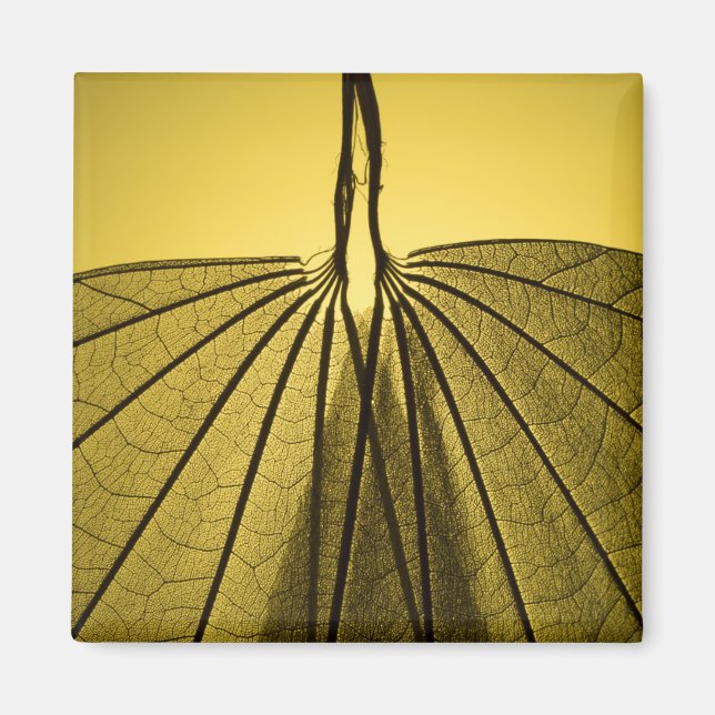 Aimant Squelette feuille (Devant)