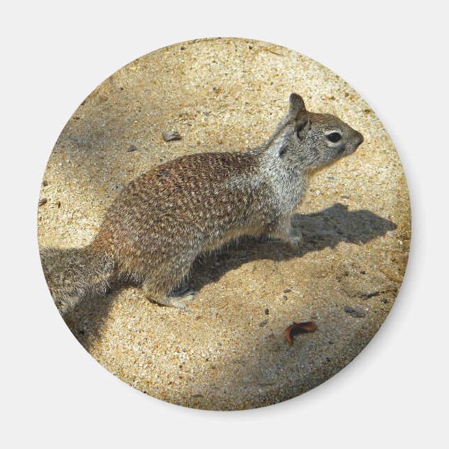 Aimant Squirrell (Devant)