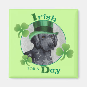 Aimant St. Patrick's Day Curly-Coated Retriever