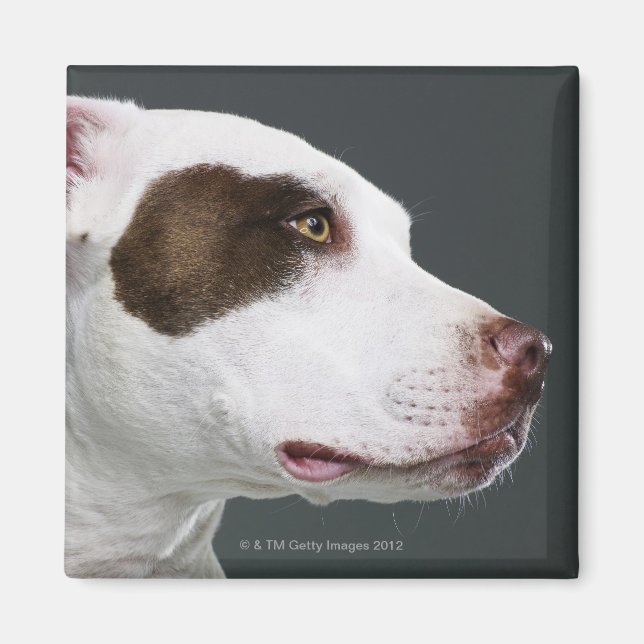 Aimant Staffordshire bull terrier, gros plan (Devant)