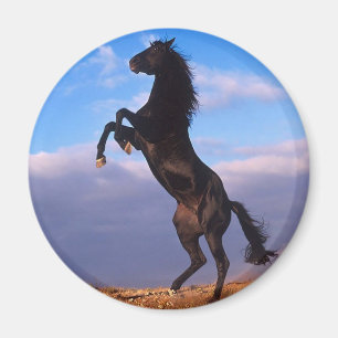 Aimant Stallion noir