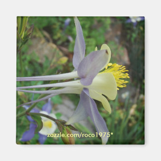 Aimant stanza di vedere