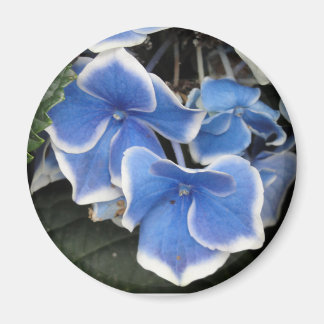Aimant Starburst Hydrangea (bleu et blanc)