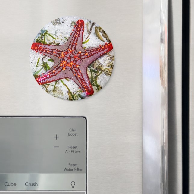 Aimant Starfish, Zanzibar, Tanzanie (In situ (réfrigérateur))