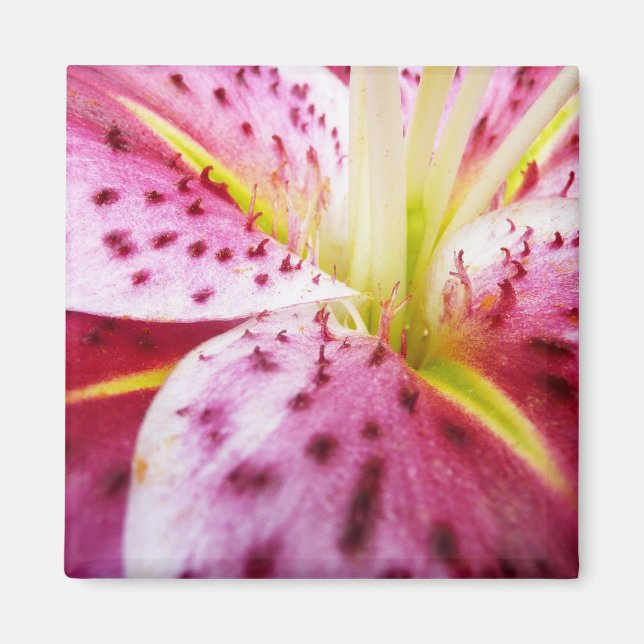 Aimant Stargazer Lily brillant Magenta Floral (Devant)