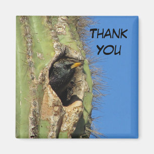 Aimant Starling dans Saguaro Cactus Photo Southwest Bird