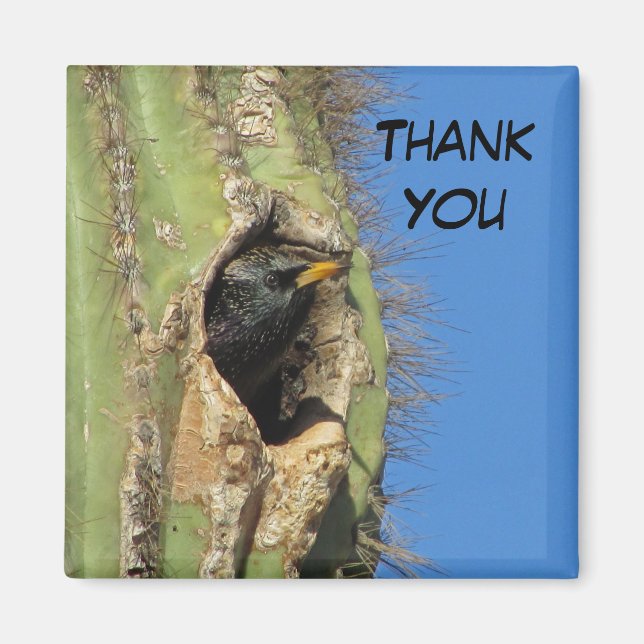 Aimant Starling dans Saguaro Cactus Photo Southwest Bird (Devant)