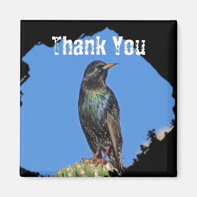 Aimant Starling Saguaro Cactus Beau Oiseau du Sud-Ouest (Devant)