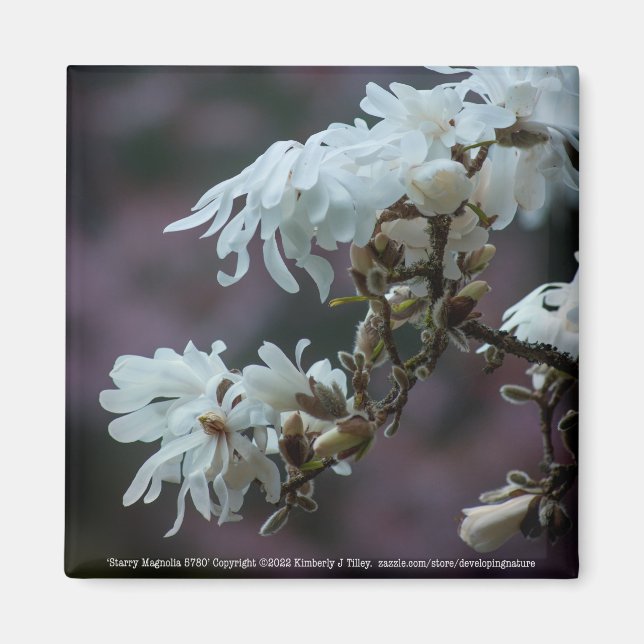 Aimant Starry Magnolia (Devant)