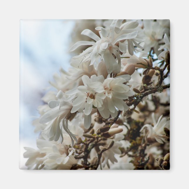 Aimant Starry Magnolia 5781 (Devant)