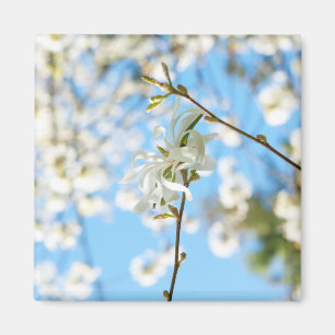 Aimant Starry Magnolia 6490