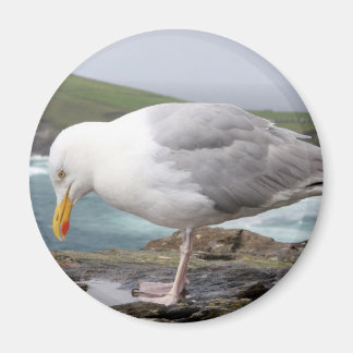 Aimant stehende Moewe