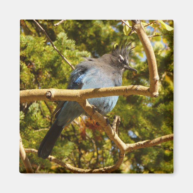 Aimant Steller's Jay at Rocky Mountain National Park (Devant)