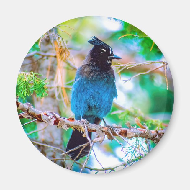 Aimant Steller's Jay - Photographie originale (Devant)