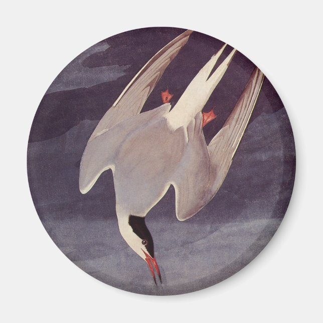 Aimant Sterne arctique par John James Audubon, Oiseaux Vi (Devant)