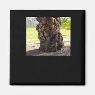 Aimant Sticker pour l'arbre cahoteux de la nature