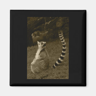 Aimant Sticker vertical Tail Lemur Valencia Tint