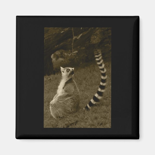 Aimant Sticker vertical Tail Lemur Valencia Tint (Devant)