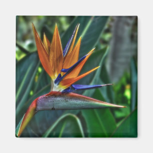 Aimant Strelitzia - fleur de Ténérife